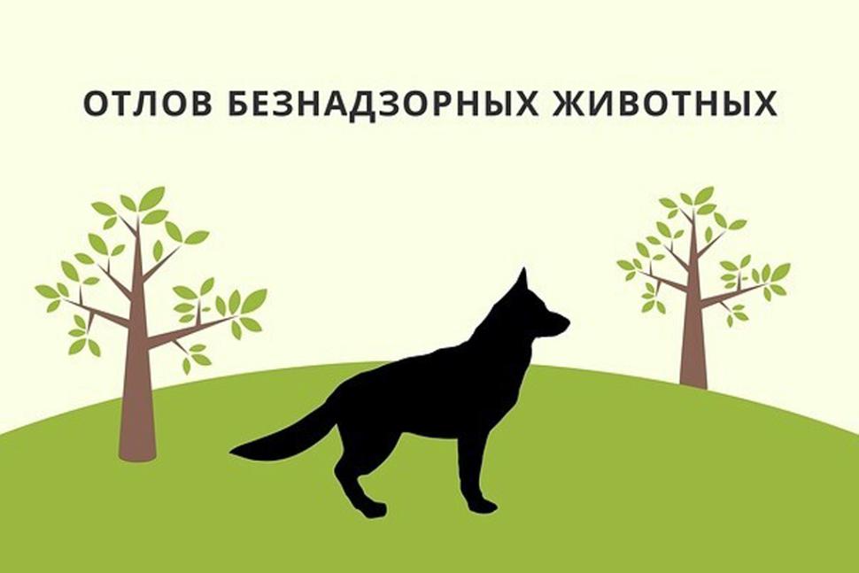 Внимание! Отлов собак.