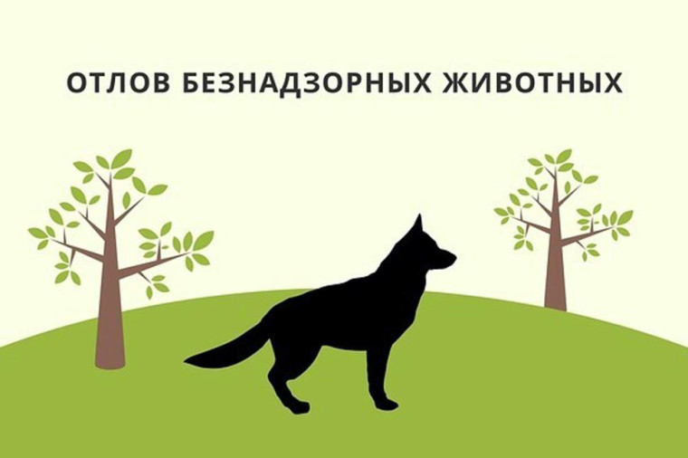 Внимание! Отлов собак. Внимание! Отлов собак.